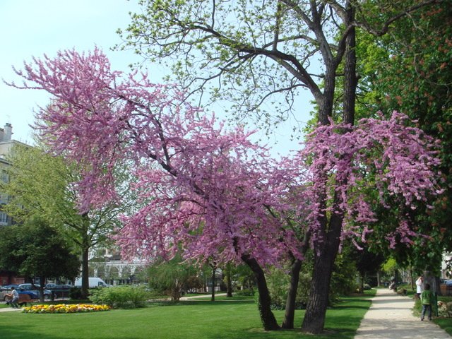 Cercis siliquastrum en fleur 2